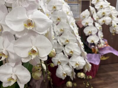 【開院しました🌸】のアイキャッチ画像